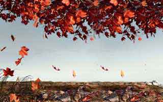 看完99tk图库相关案例我沉默了：域名、证书、签名先核对