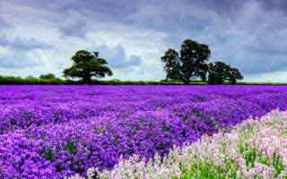 被99tk图库诱导下载后怎么办？手机自检的3个步骤：别等出事才补救