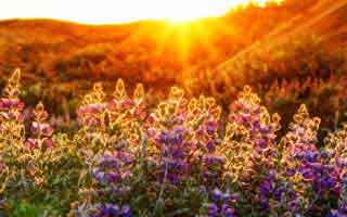 别被爱游戏体育官网的页面设计骗了，核心其实是客服身份这一关